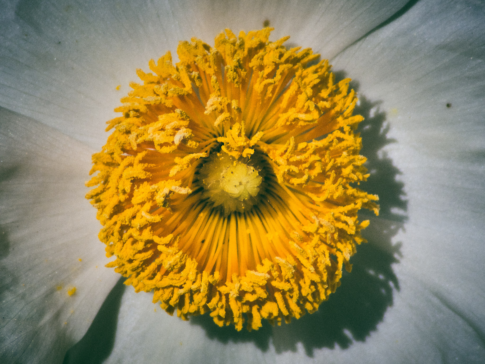 Matilija poppy