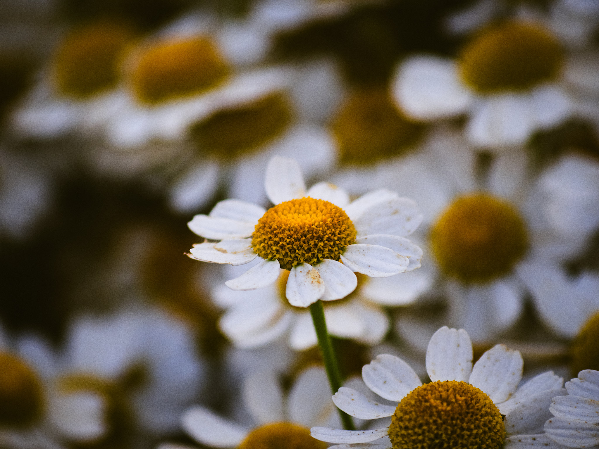 feverfew